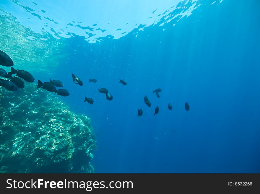 Coral, ocean and fish taken in the red sea.