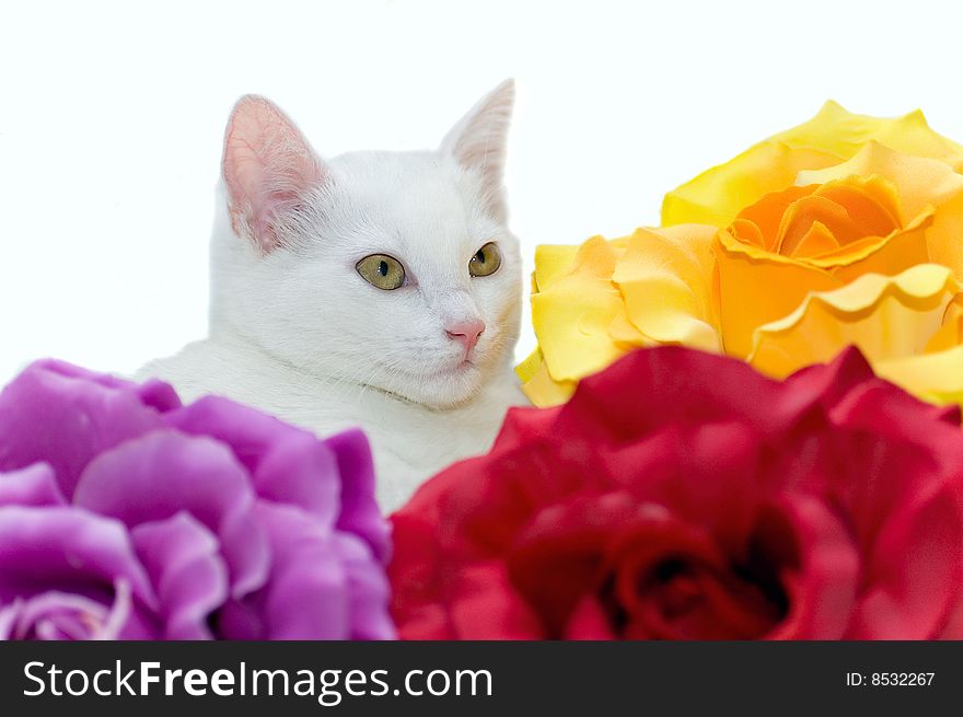 Cute white cat resting in artificial flowers, depth of field, focus on the cat, white background, studio shot