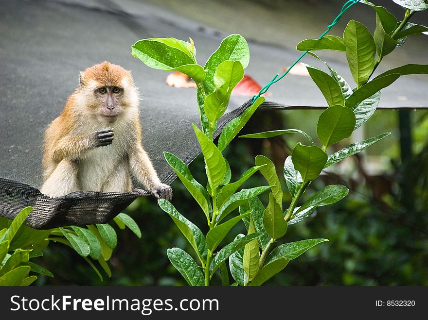 Monkey on top of a net