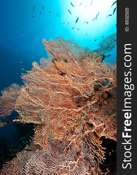 Seafan, ocean and fish taken in the red sea.