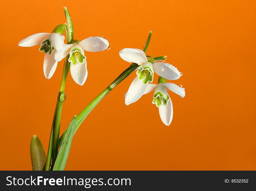 Fresh snowdrop flowers in spring. Fresh snowdrop flowers in spring