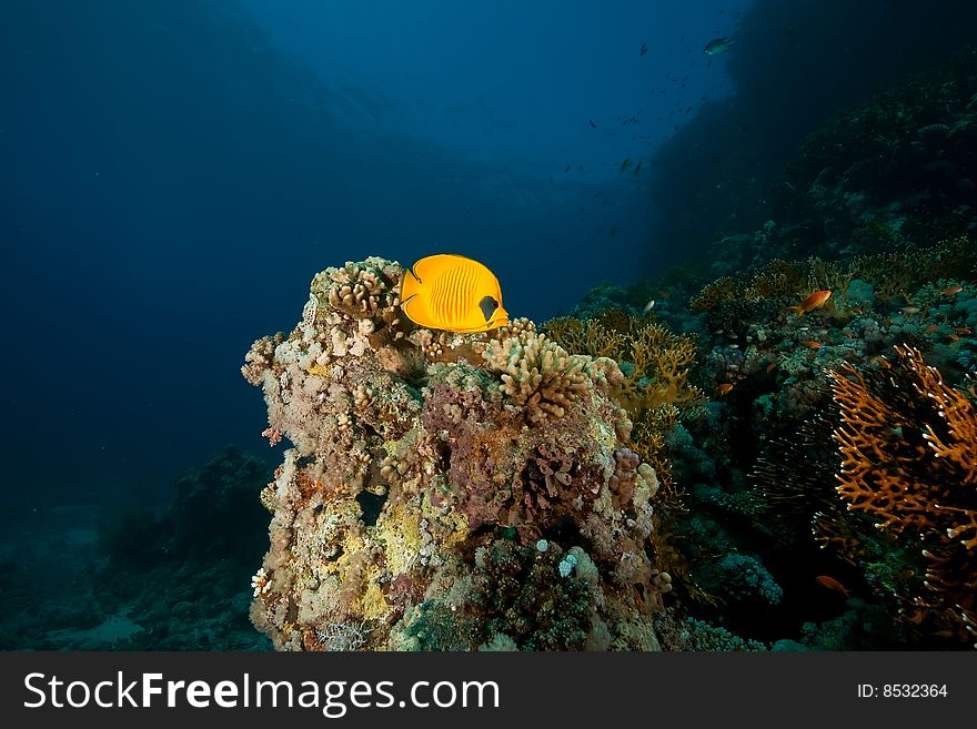 Masked butterflyfish (chaetodon larvatus) taken in the red sea.