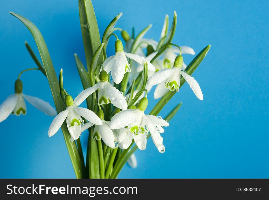 Fresh snowdrop flowers in spring. Fresh snowdrop flowers in spring