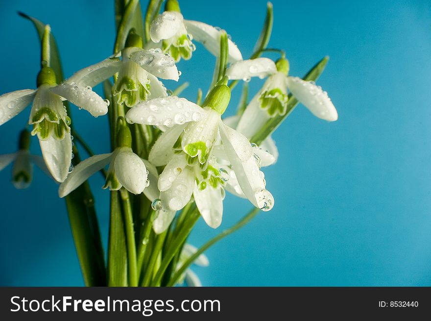 Fresh snowdrop flowers in spring. Fresh snowdrop flowers in spring