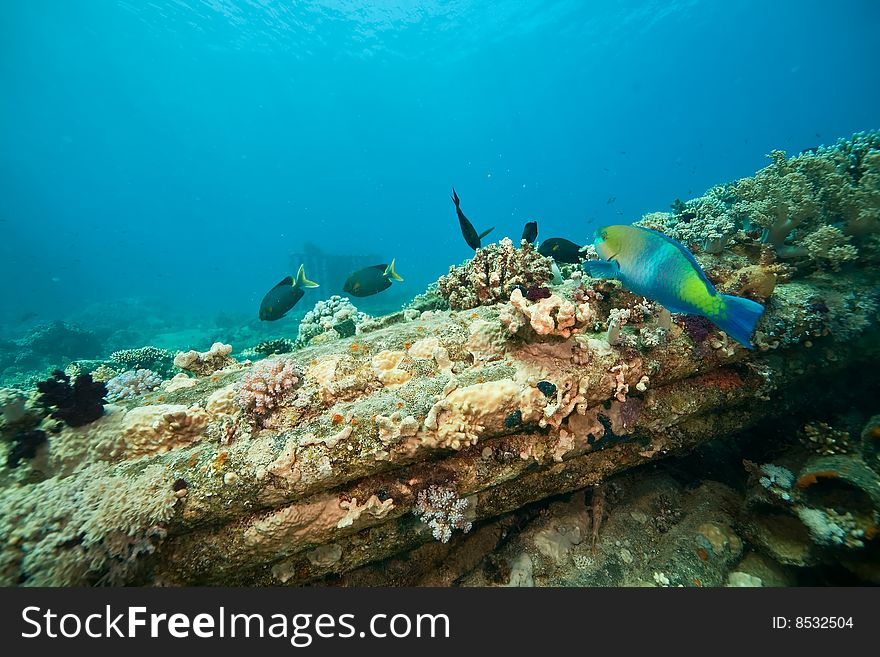 Coral, ocean and fish taken in the red sea.