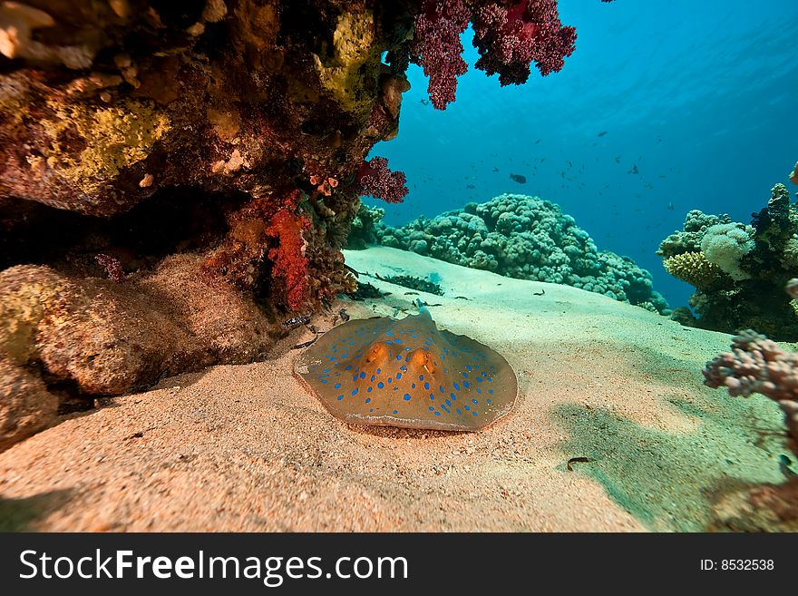 Coral, Ocean And Bluespotted Stingray