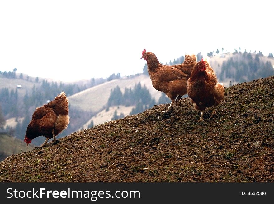 Three red chicken taking a walk on a hill and looking for handsome and spurred cock.