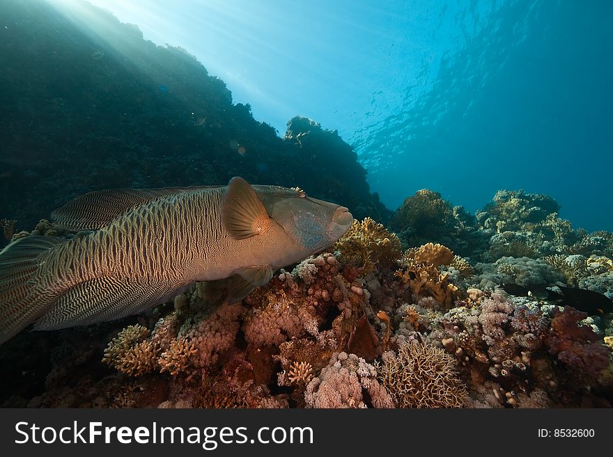 Coral, ocean and Napoleon wrasse taken in the red sea.