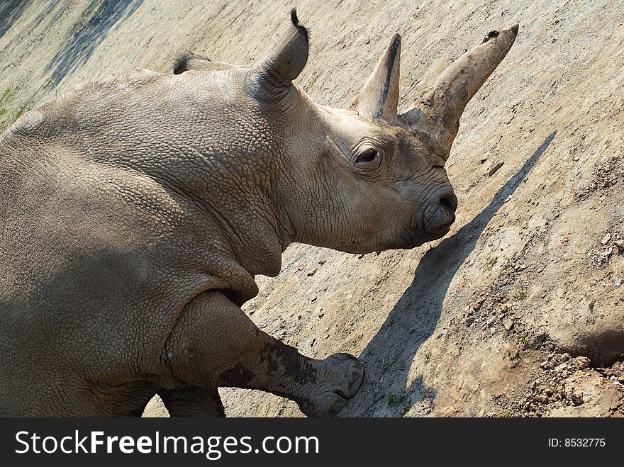 Two-horned rhinoceros at Zoo Dvur Kralove in Eastern Bohemia, Czech Republic. Two-horned rhinoceros at Zoo Dvur Kralove in Eastern Bohemia, Czech Republic