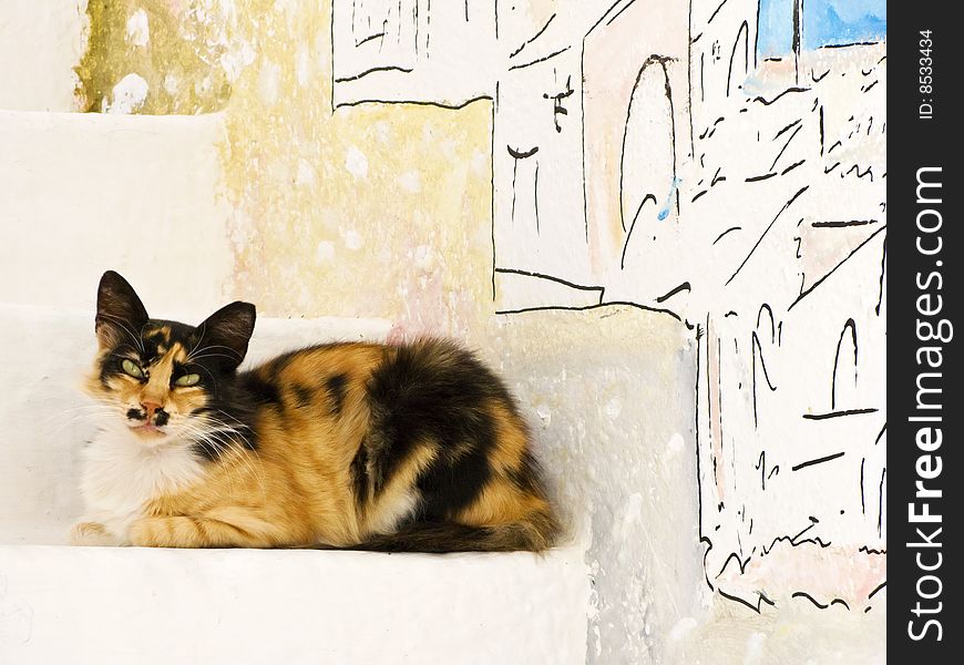 Greek Cat Resting On Steps