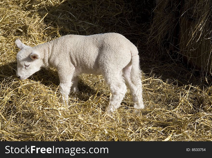 A newborn spring lamb in the straw.