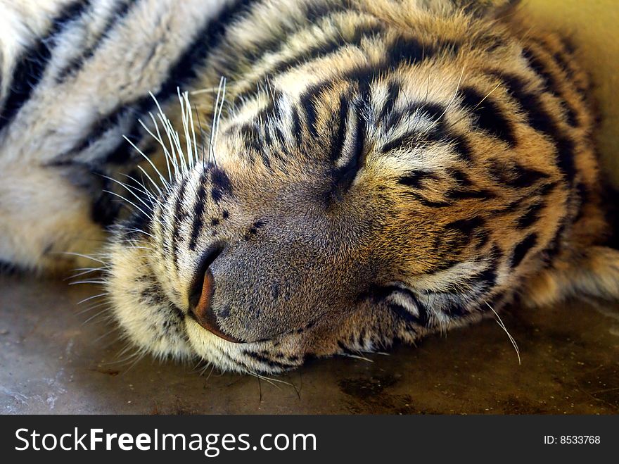 Face detail of young tiger with closed eyes. Face detail of young tiger with closed eyes