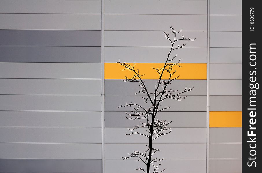 Tree before facade of modern building in Riga, Latvia. Tree before facade of modern building in Riga, Latvia.