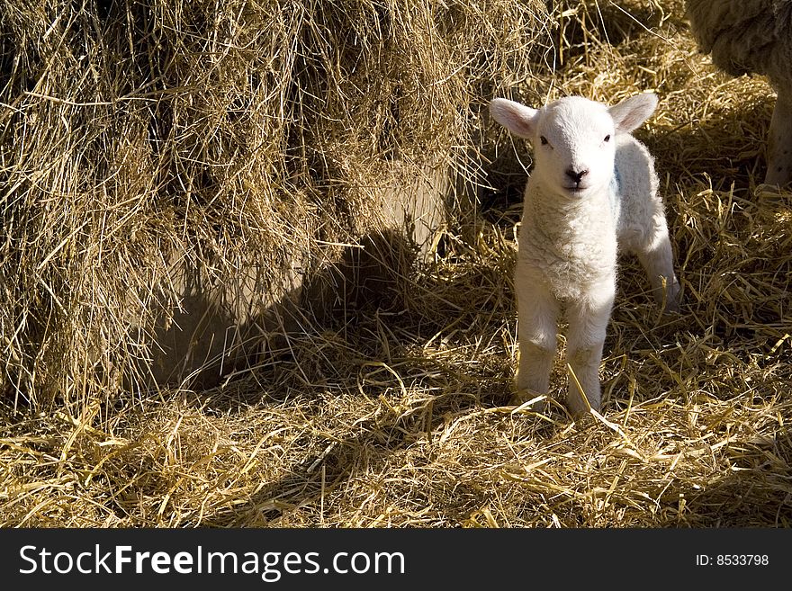 A newborn spring lamb in the straw.