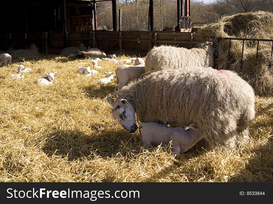 A newborn lamb feeds from its mother. A newborn lamb feeds from its mother.