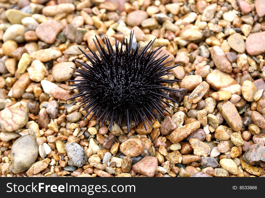 Hedgehog sea black on light stones. Hedgehog sea black on light stones