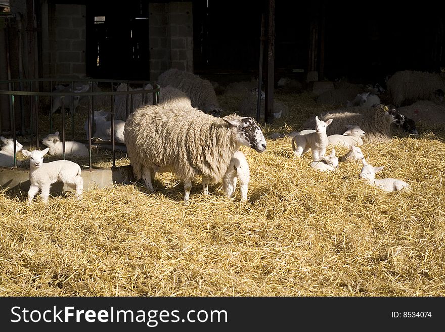 A group of newborn spring lambs in the straw. A group of newborn spring lambs in the straw.