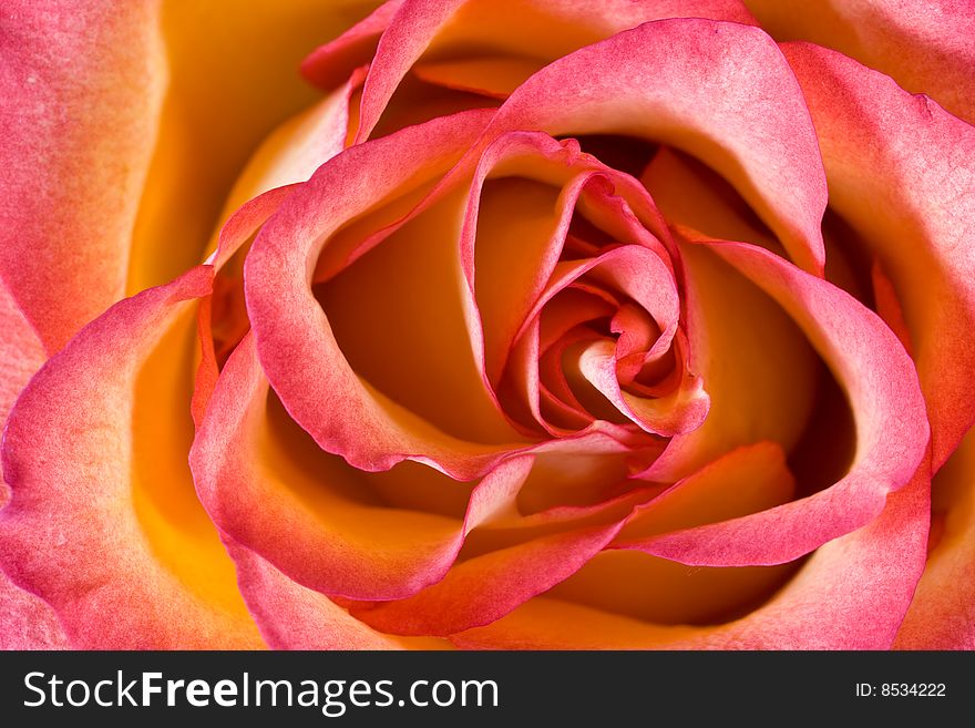 Beautiful Macro Shot of Rose Blossom