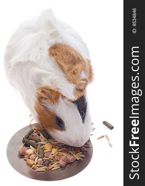 Guinea pig on a white background