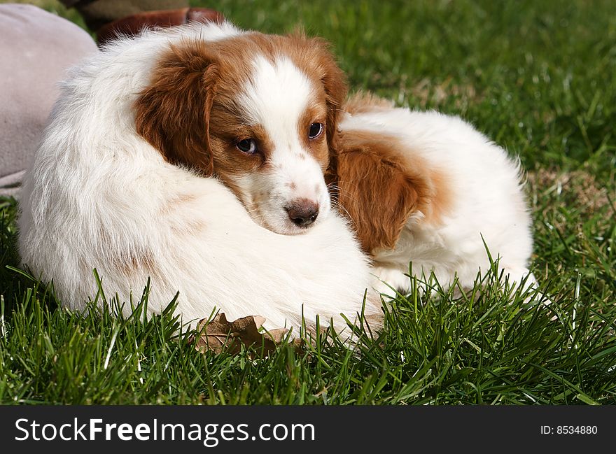 A sweet baby dog in the garden