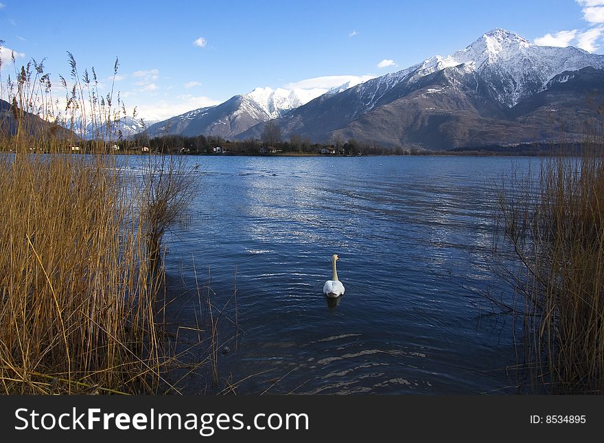 swan with reeds and mountains. swan with reeds and mountains