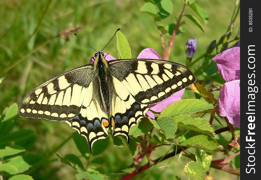 The machaon butterfly on a flower.