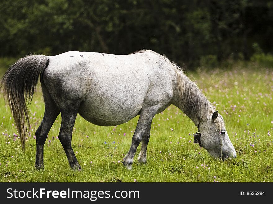 A horse is eat grass