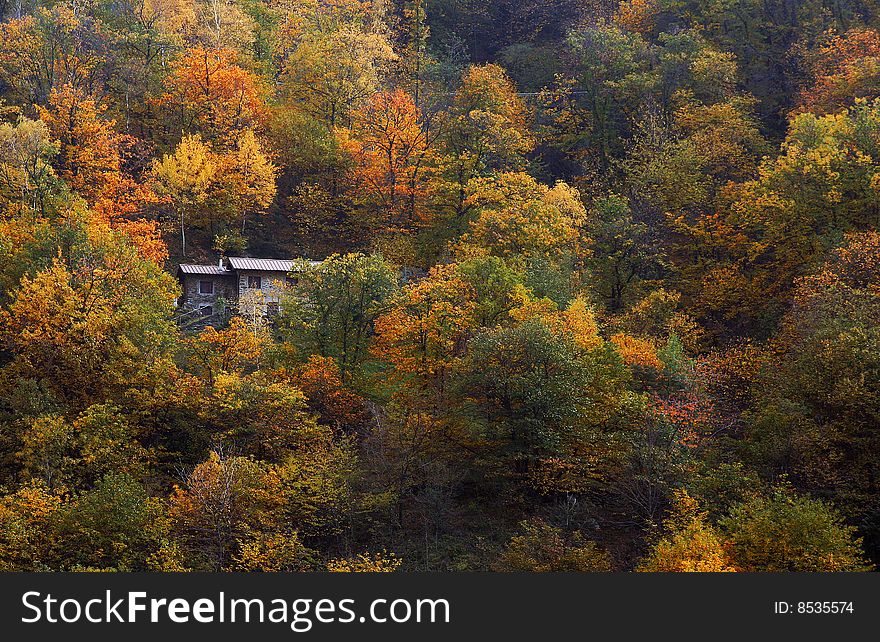 Autumn forest with old houses. Autumn forest with old houses