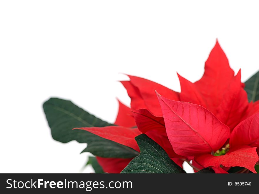 Euphorbia poinsettia on white isolated