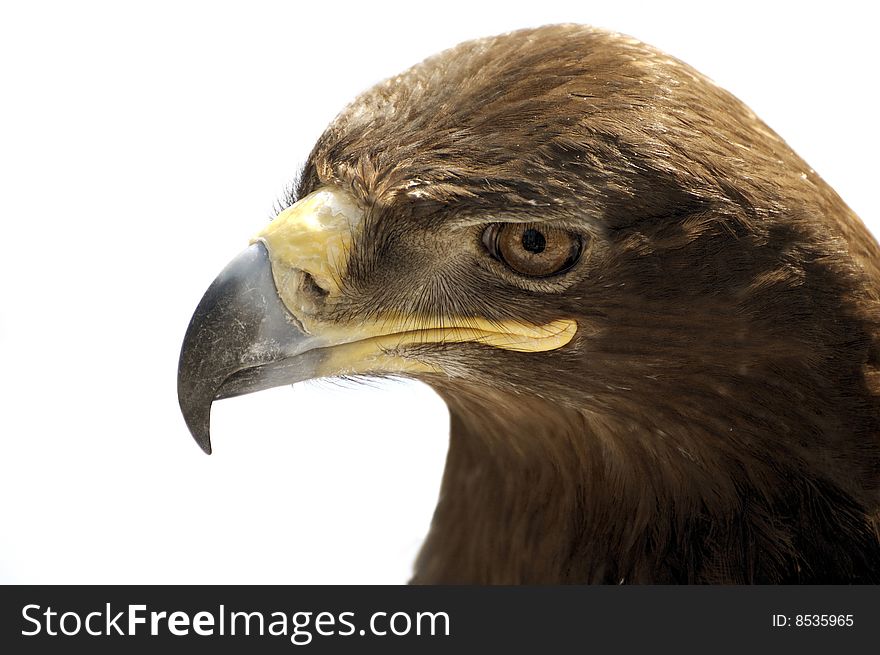 Portrait of steppe eagle on a white background