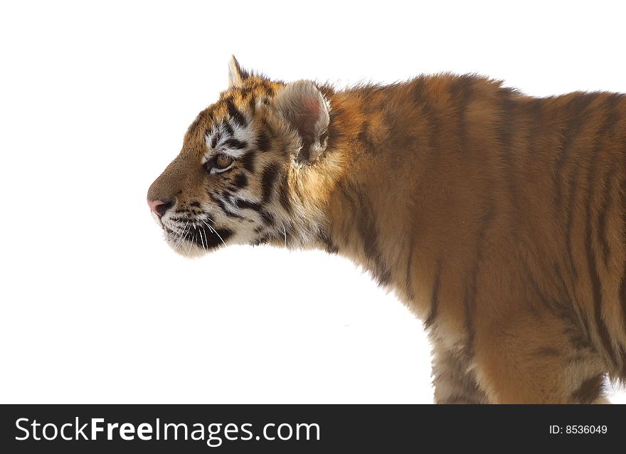 Young striped tiger cub on a white background. Young striped tiger cub on a white background