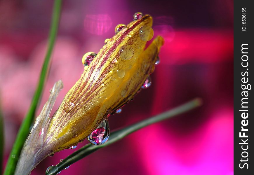 Water drops on yellow flower