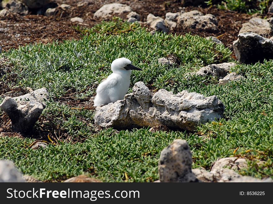 Small baby bird near a nest among a grass