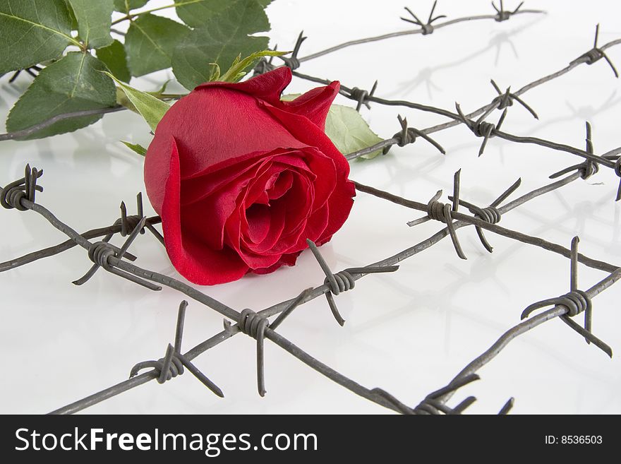 The Barbed wire with red rose on white background. The Barbed wire with red rose on white background.