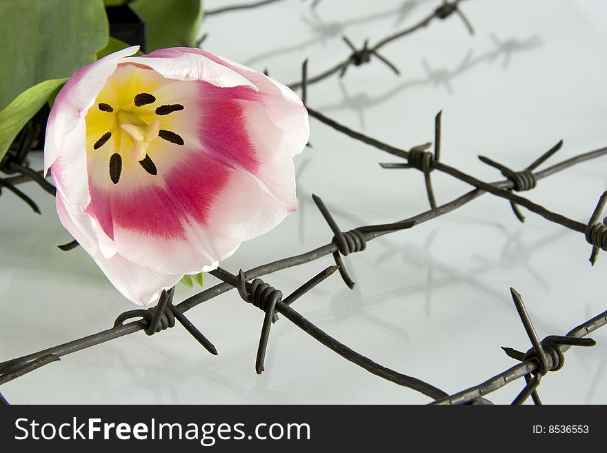 The Tulip and barbed wire on white background.