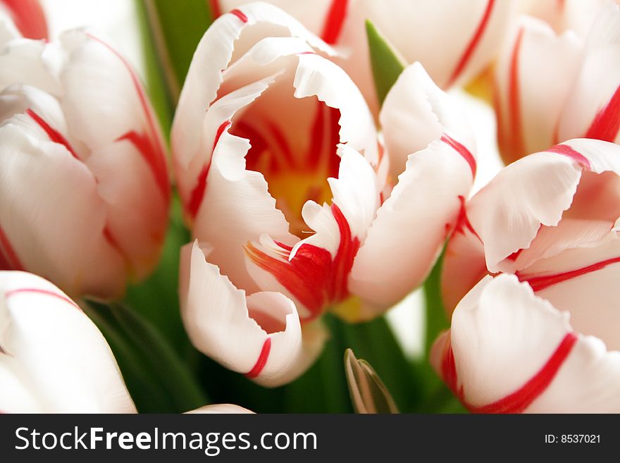 Bouquet of spring white-red tulips