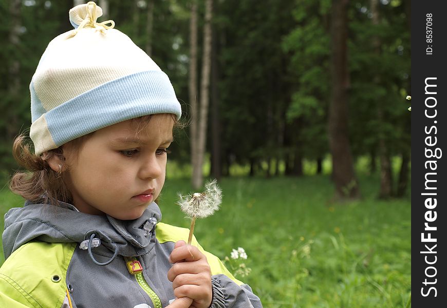 The girl plays with dandelion. The girl plays with dandelion.