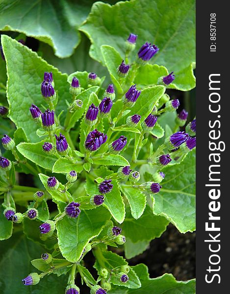 Purple flower buds close up. Purple flower buds close up