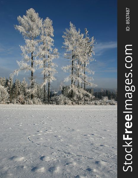 Frostbitten trees in winter landscape