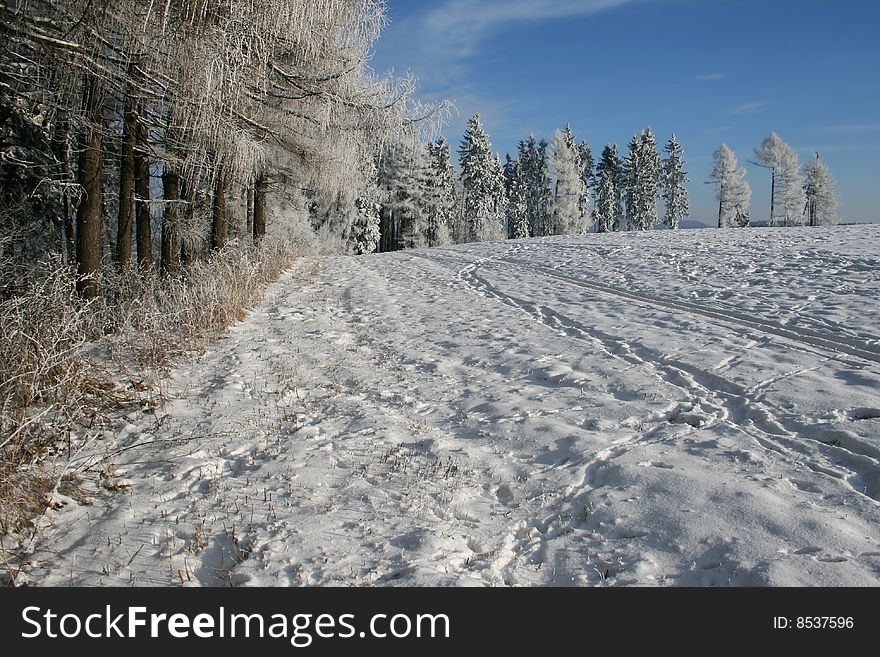 Winter landscape with frostbitten trees