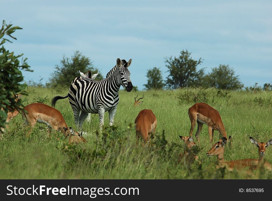 Zebra and Impala in the Kruger Park, South Africa.