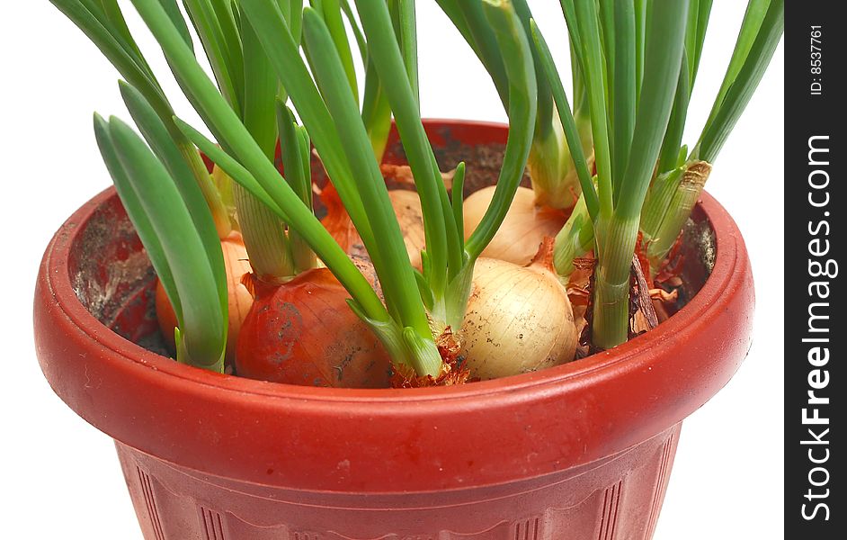 Healthy vegetable green onion isolated white on background