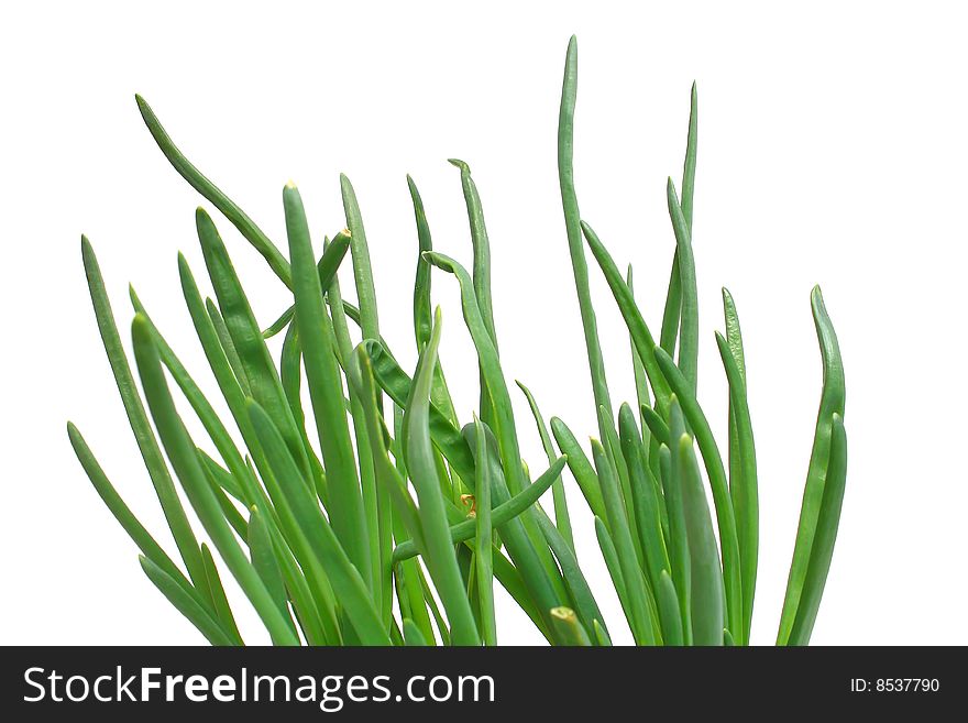 Healthy vegetable green onion isolated white on background