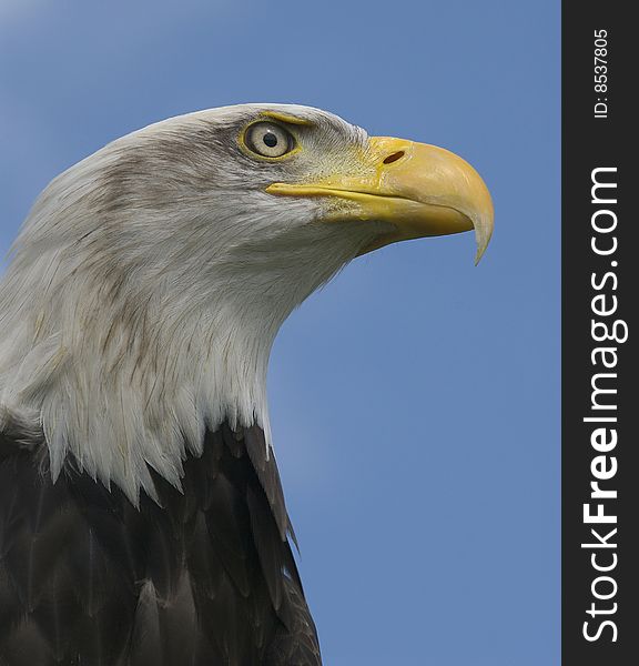 A low down close - up side portrait shot of a bald head eagle taken while out of captivity.