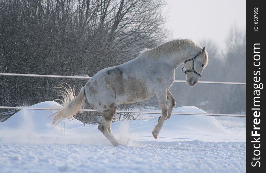 The Oryol trotter (grey horse) plays. The Oryol trotter (grey horse) plays.