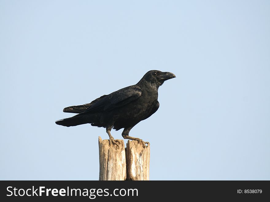 Large-billed crow on a broken pole. Large-billed crow on a broken pole