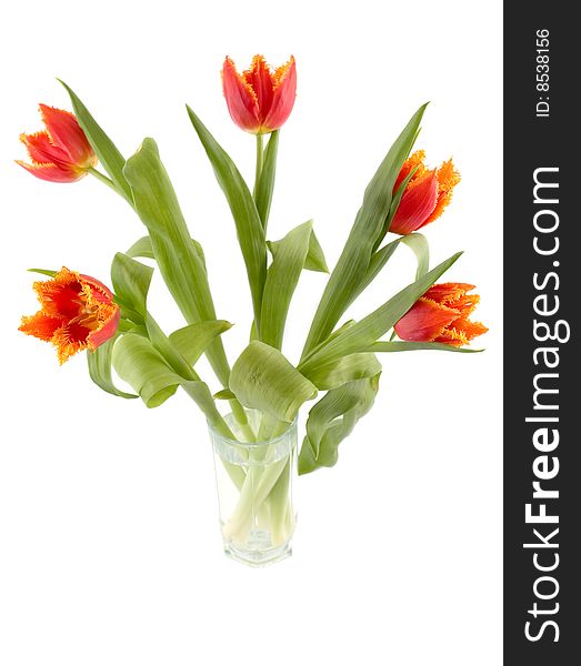 A bouquet of tulips isolated on white background