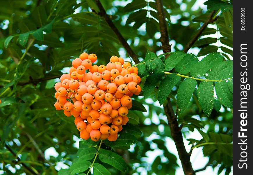 Mountain Ash Berries On A Branch