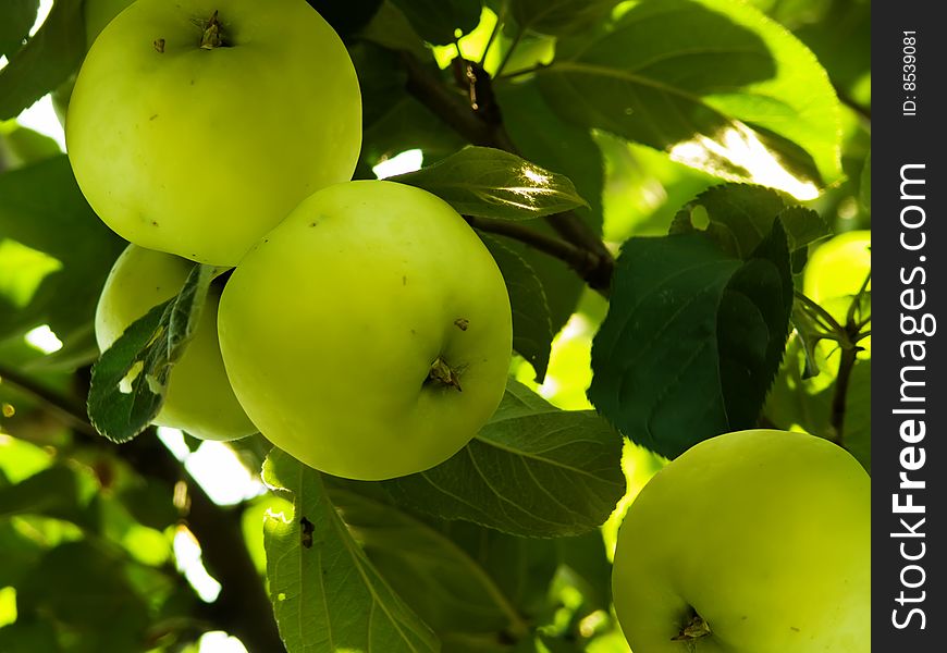 Apples in a garden In a solar beam