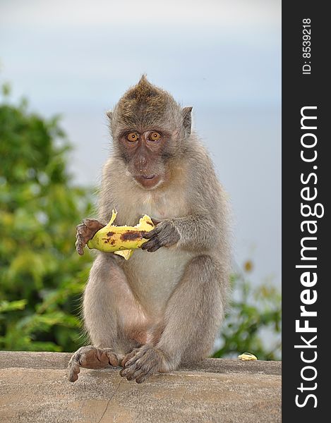 Monkey eats a banana, funny muzzle